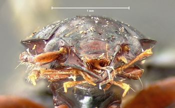Media type: image;   Entomology 5561 Aspect: head frontal view